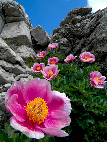 0_7d3a6_c564fe69_-2-L (375x500, 71Kb)
