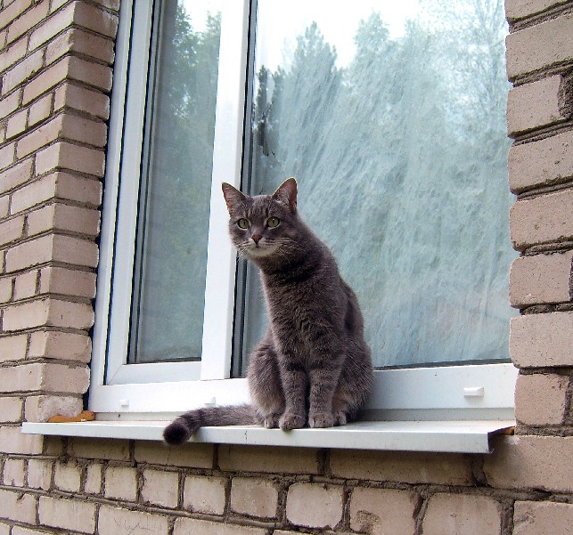 Кот на карнизе. Кот на окне. Коты на подоконнике. Котик у окна. Кошки на окошке.