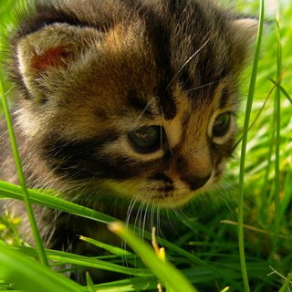 1D3IqK50o_U (320x320, 31Kb)
