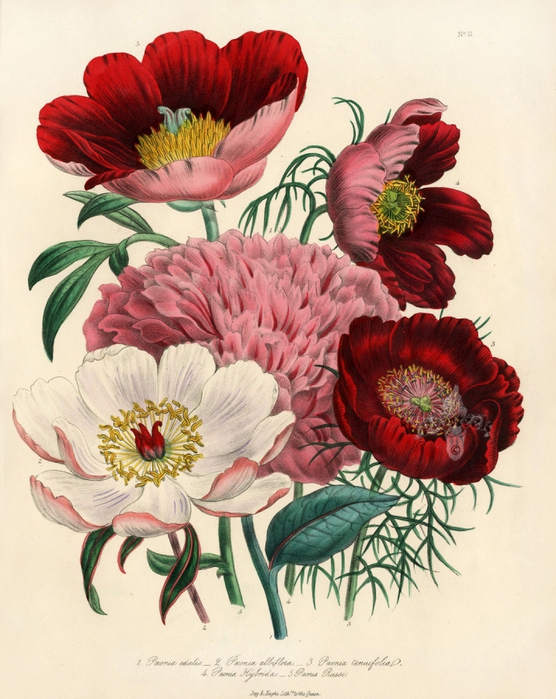 4610040_lde12111 (556x700, 316Kb)