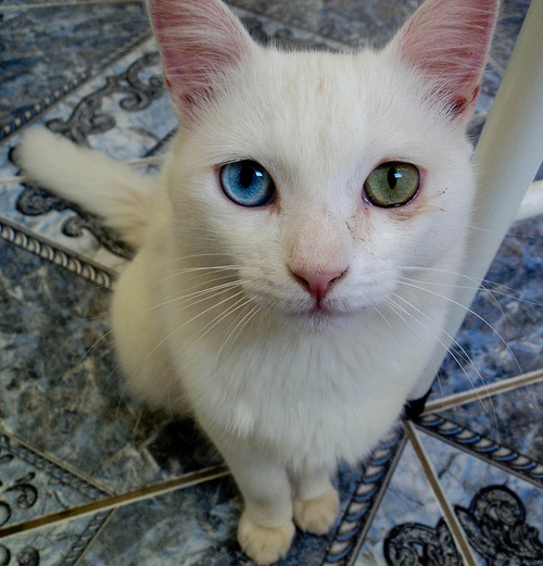 tumblr_m7dhiu5UJn1qfi9qgo1_500 (500x521, 156Kb)