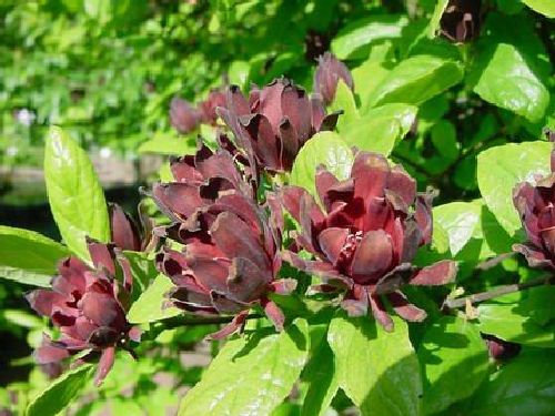 actsenty-v-sady-11-calycanthus-floridus (500x375, 50Kb)