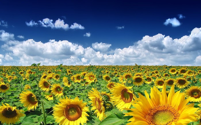    (700x437, 115Kb)