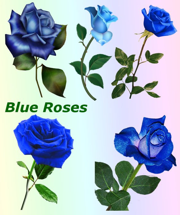 4865645_01Blue_Roses (586x700, 78Kb)