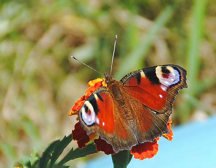 Бабочка какая признаки. Бабочки в Зауралье. Красивые бабочки Зауралья. Виды бабочек Зауралья. Большие бабочки Зауралья.