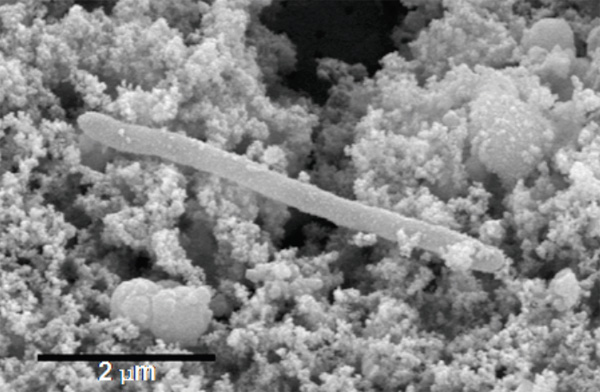 desulforudis_audaxviator_600 (600x392, 76Kb)
