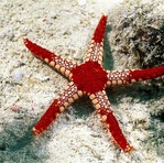  800_Tuberous Pearl Starfish (202x200, 39Kb)