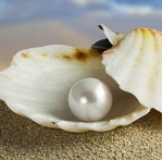  Clip-Art--shell-beach-clip-art-pearl-wallpaper-800x480 (203x200, 23Kb)