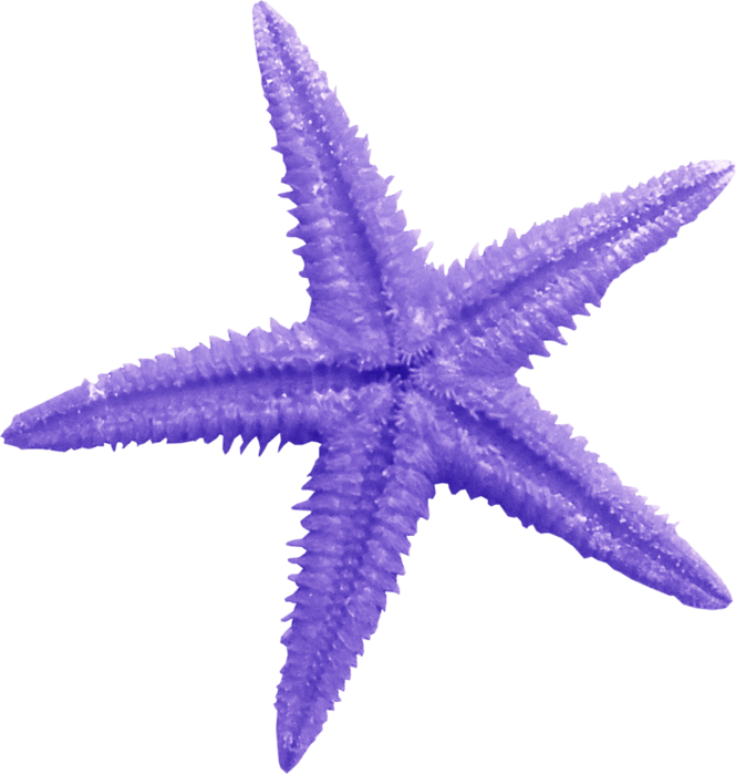 Фиолетовая морская звезда. Морская звезда. Морская звезда на прозрачном фоне. Морская звезда акварель.