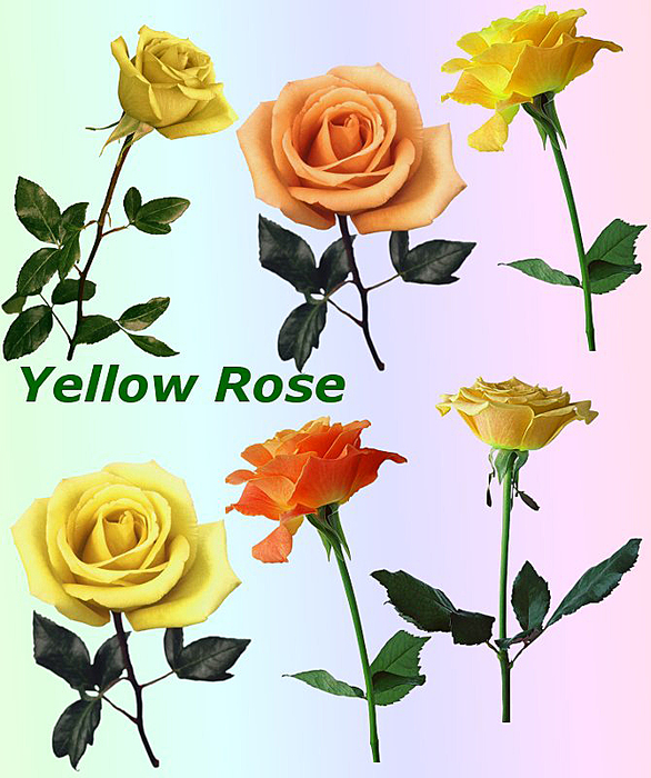 4865645_01Yellow_Rose (586x700, 358Kb)