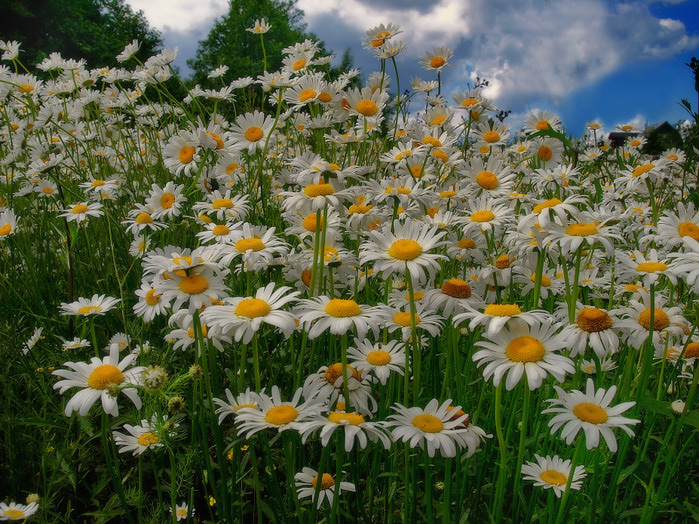 3166706_3676352_large (800x600, 223Kb)