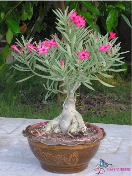 Adenium_Obesum_Desert_Rose-vi (266x354, 40Kb)