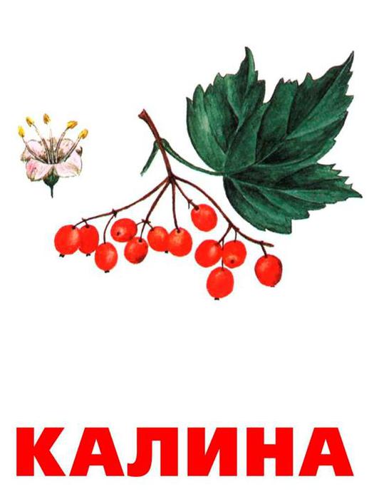 Рисунок калина красная