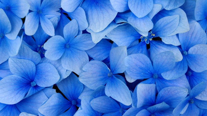 Blue-flowers_1366x768 (700x393, 106Kb)