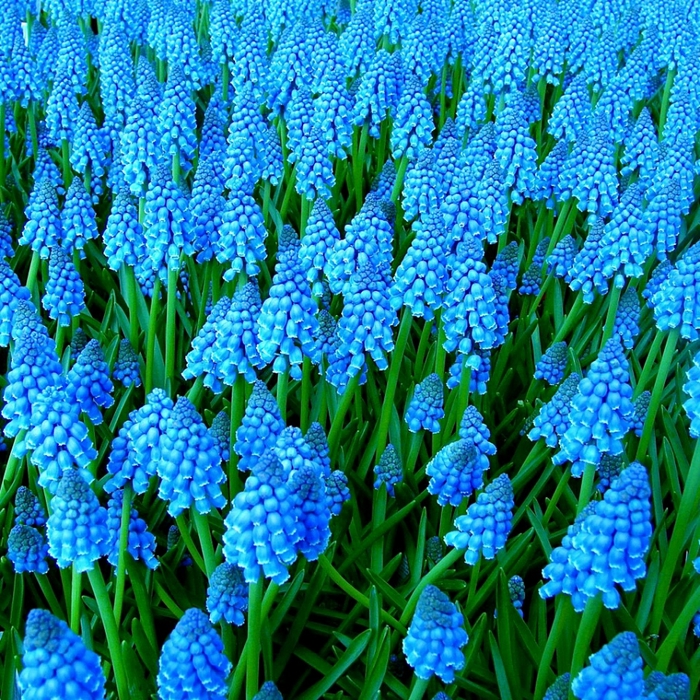 Muscari (700x700, 543Kb)