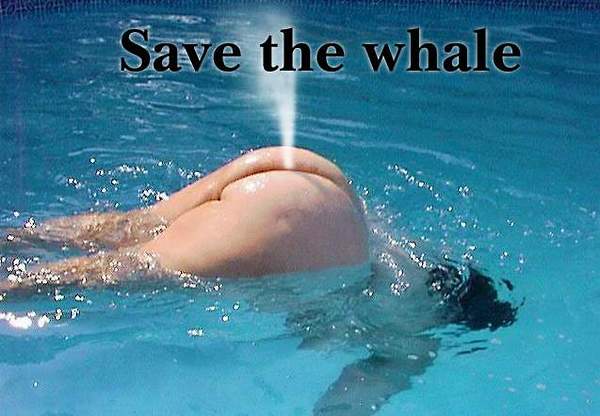 1625478_a_aaasavethewhale (600x416, 36Kb)