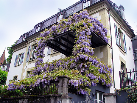 Балкон - летняя резиденция
