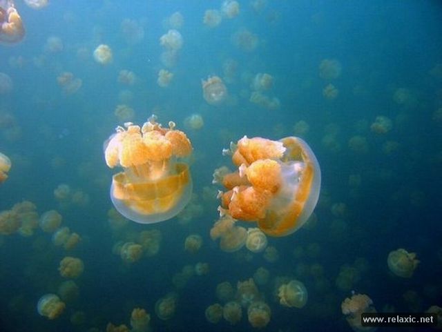 Jellyfish-Lake_003 (640x481, 31Kb)