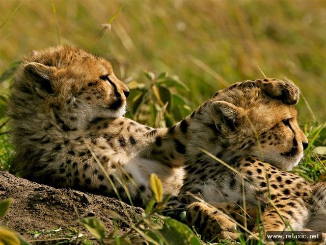 CheetahsKenya (640x480, 71Kb)