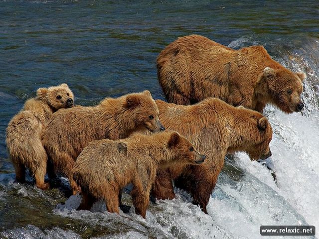 GrizzlyBears (640x480, 85Kb)