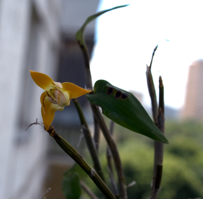 DSC01760 (700x684, 357Kb)