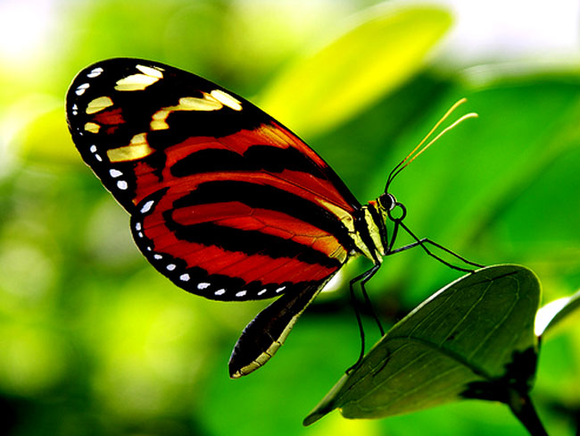 4757063_1303366941_22_butterfly_10 (650x488, 63Kb)