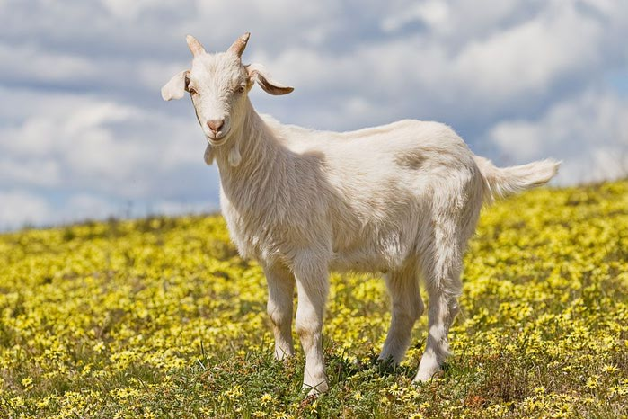 domestic_goat_kid_in_capeweed (700x466, 76Kb)