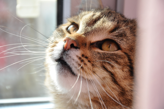 DSCbhdf_0036 (700x464, 366Kb)