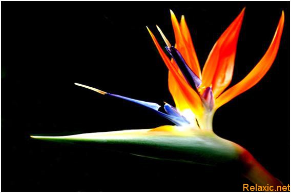 1344424743_Strelitzia (568x376, 29Kb)