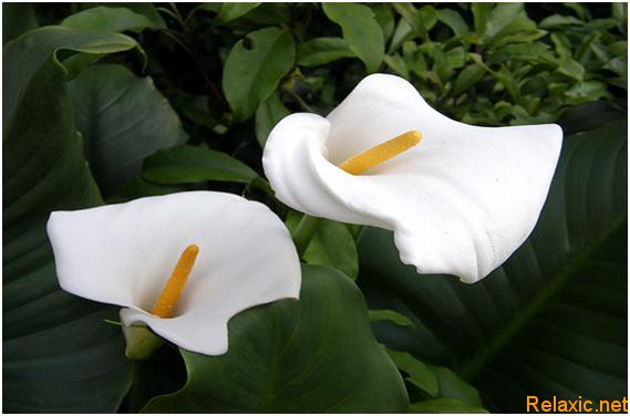 1344425070_calla (569x376, 38Kb)