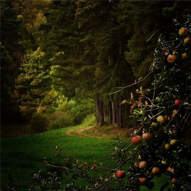 Дикая яблоня в лесу. Яблоня в лесу. Яблоневый сад. Фруктовый сад в лесу. Волшебное яблоко.