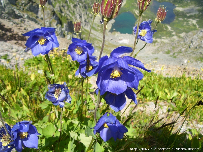 100_2314 (700x525, 376Kb)