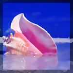 091607_Conch_Shoot_307_large (150x150, 56Kb)