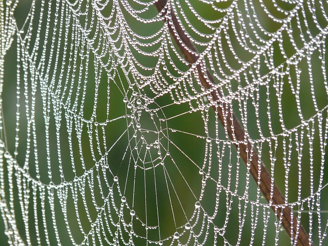 cobweb-4191_640 (640x480, 173Kb)