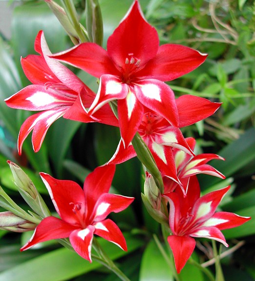 Gladiolus_cardinalis_red_6612[1] (522x576, 81Kb)