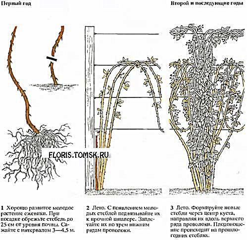 Схема подвязки ежевики
