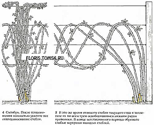 Схема подвязки ежевики