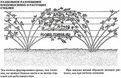 Схема подвязки ежевики