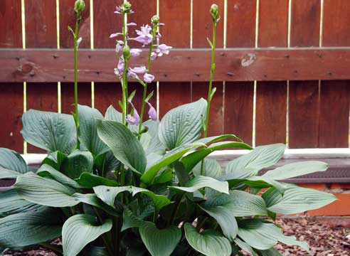 1344782840_hosta (492x360, 29Kb)