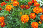  IMG_7010 (700x467, 403Kb)