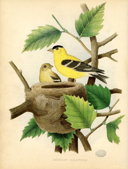 goldfinch nest vintage image GraphicsFairysm (531x700, 312Kb)