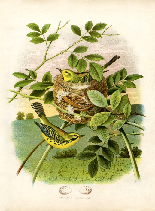 yellow-birds-nest-vintageimage-Graphics-Fairysm (516x700, 298Kb)