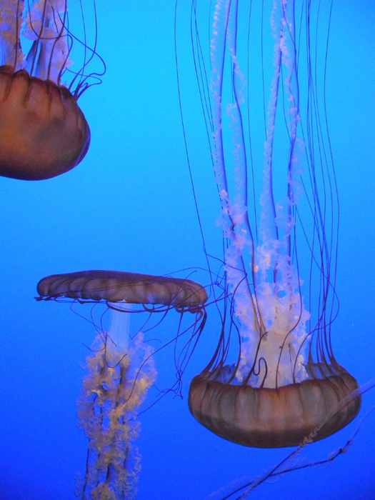 0_72d42_76d935f1_XXXL (525x700, 443Kb)