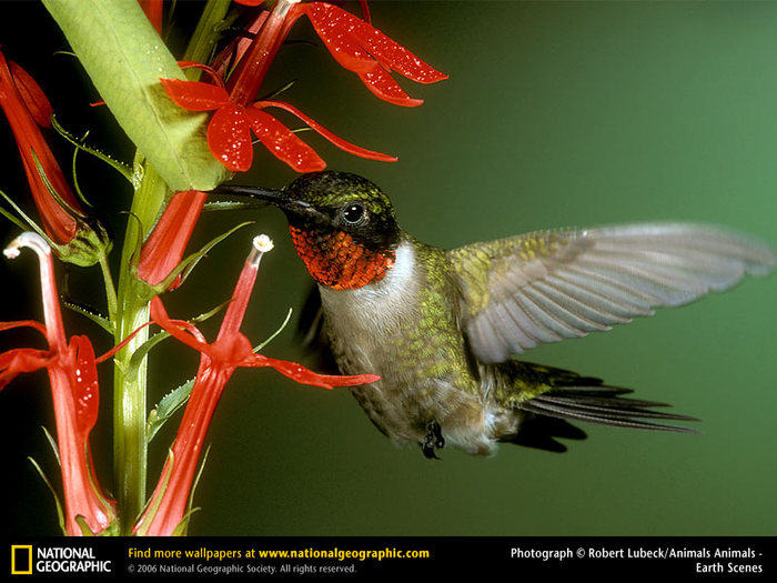 4949081_rubythroathummingbird (700x525, 91Kb)