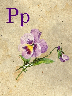 p - pansy - sweetly scrapped (288x384, 115Kb)