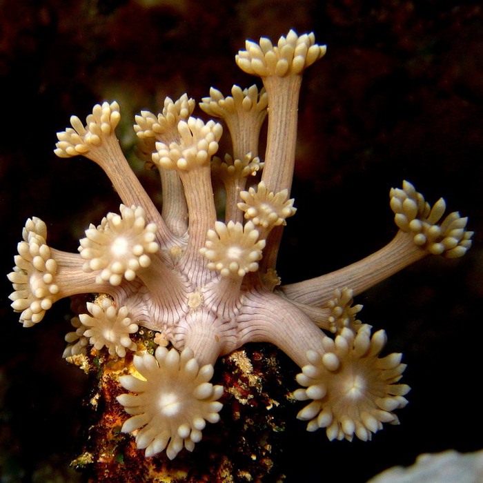 Скелет коралла. Шестилучевые коралловые полипы. Коралл шестилучевые кораллы. Известковый скелет коралловых полипов. Роговой скелет коралловых полипов.