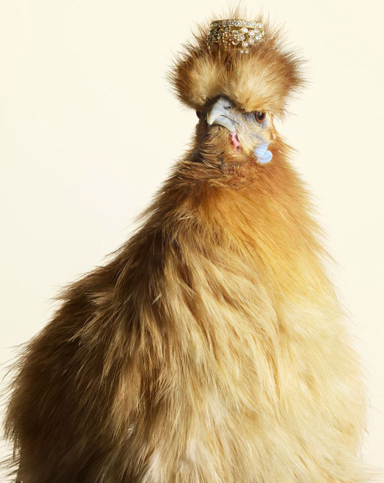 Luxury-Chicks-1 (556x700, 110Kb)
