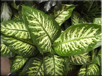 dieffenbachia_maculata_tropic_sun (334x250, 51Kb)