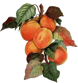 fruits-legumes-peches-img (300x320, 37Kb)