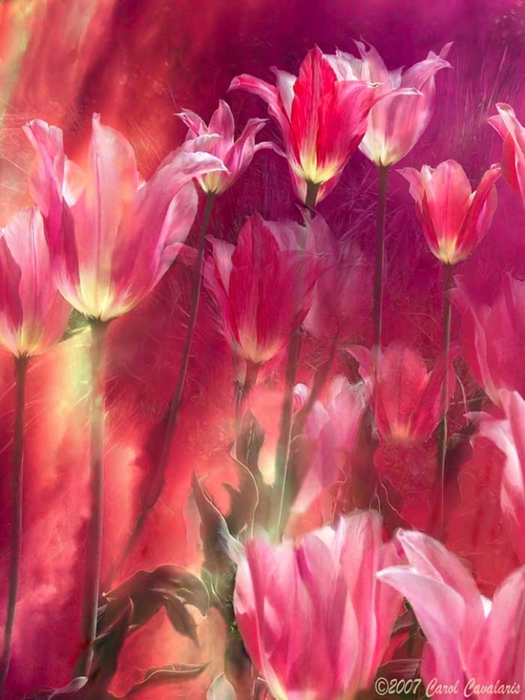 21_TallTulips_Pic (525x700, 251Kb)